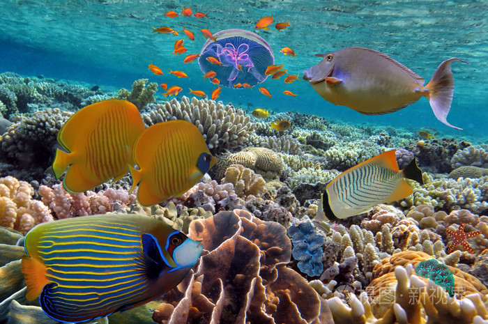 秘密的黑礁-黑礁：海底神秘乐园，珊瑚世界的绚丽对比