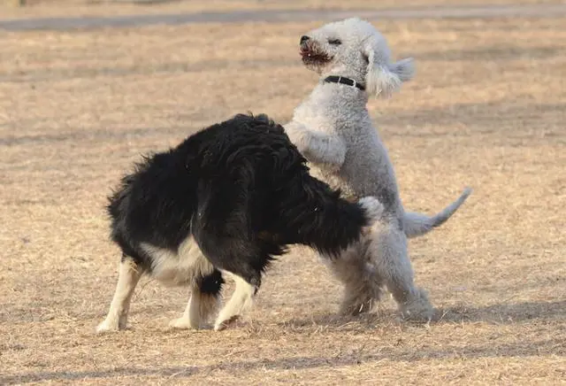 本地狗打架视频_沙皮犬打架视频播放_沙皮狗打架视频