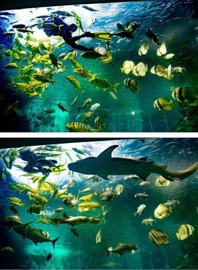 海洋水族馆视频大全集_海洋水族馆游戏xiazai_海洋水族馆攻略