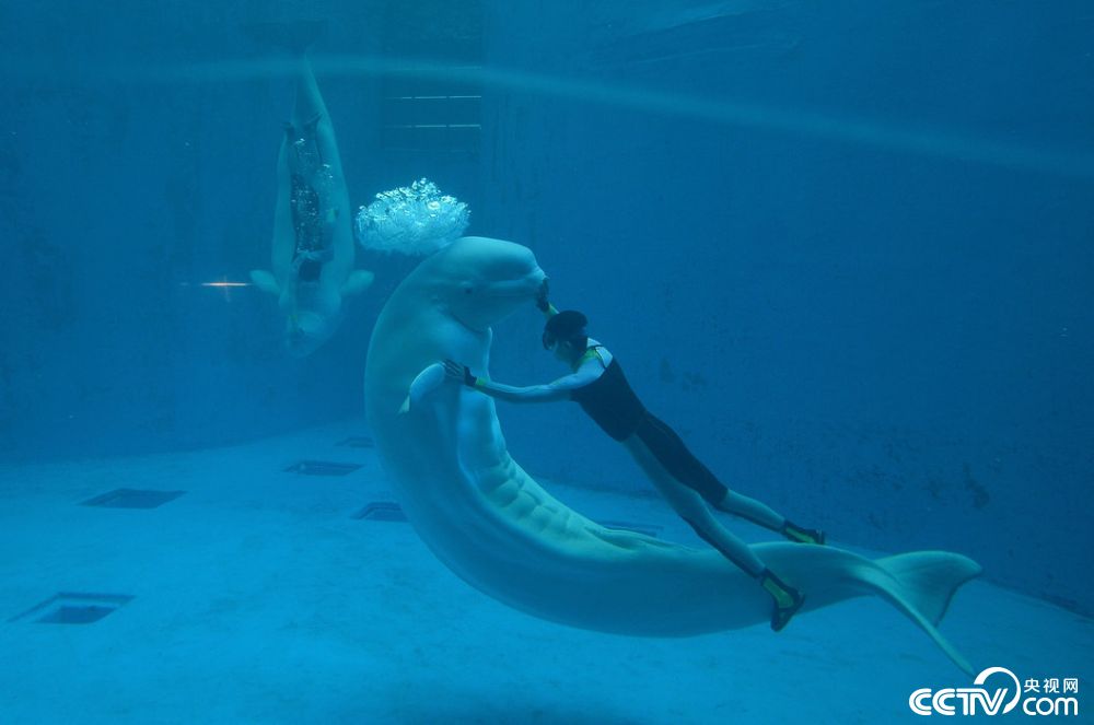 海洋之恋游戏_海洋恋爱小说_海洋恋歌多少钱