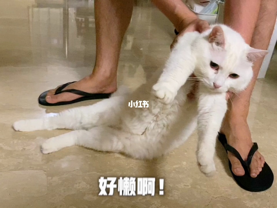 【猫咪可爱到极致】
