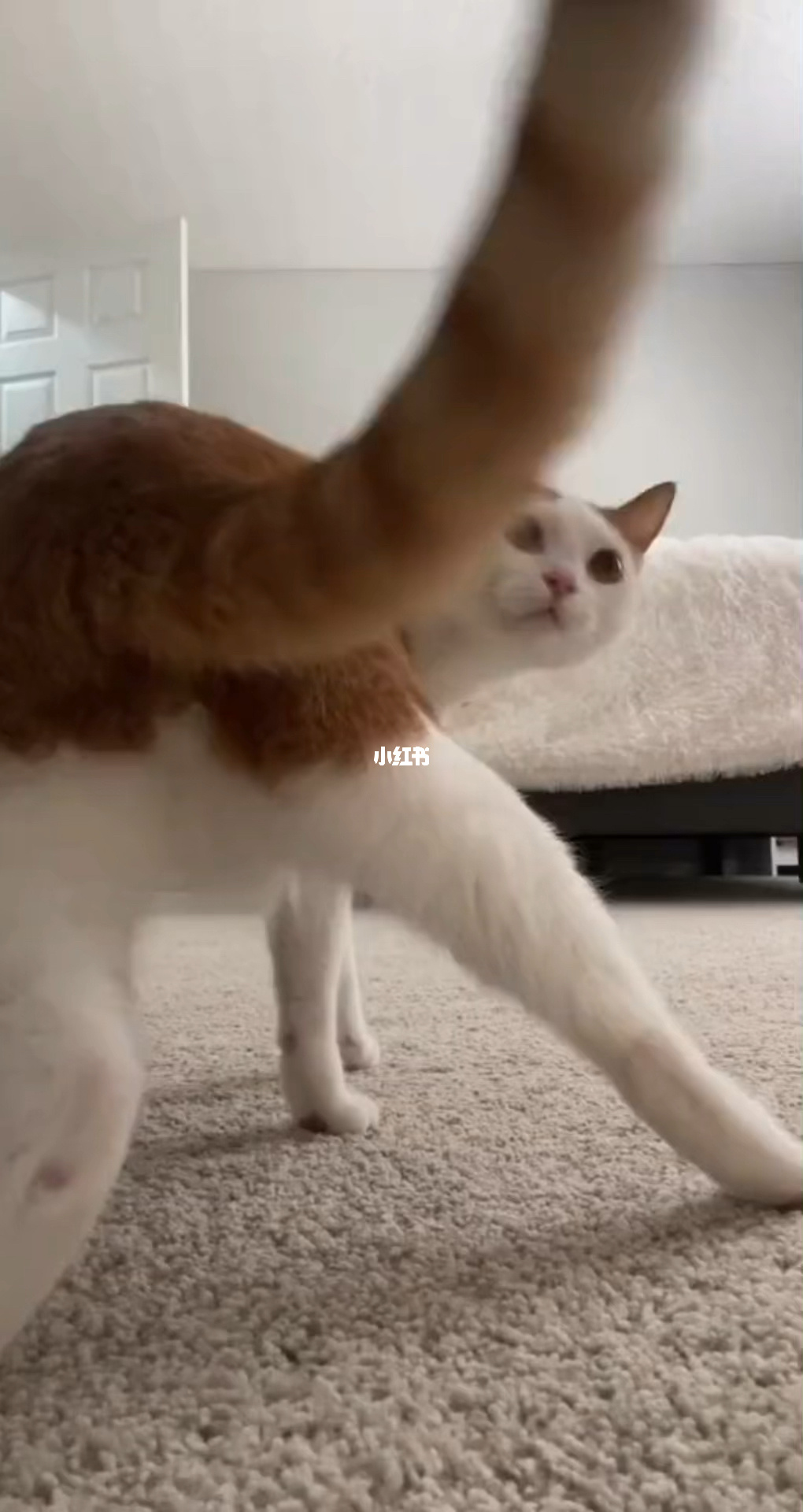 小猫咪小猫咪_霸道总裁的小猫咪_小猫咪