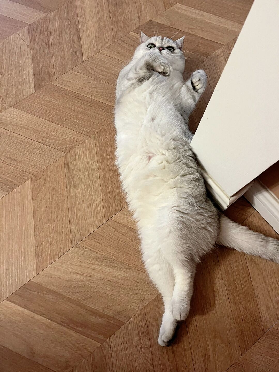 霸道总裁的小猫咪_小猫咪_小猫咪小猫咪