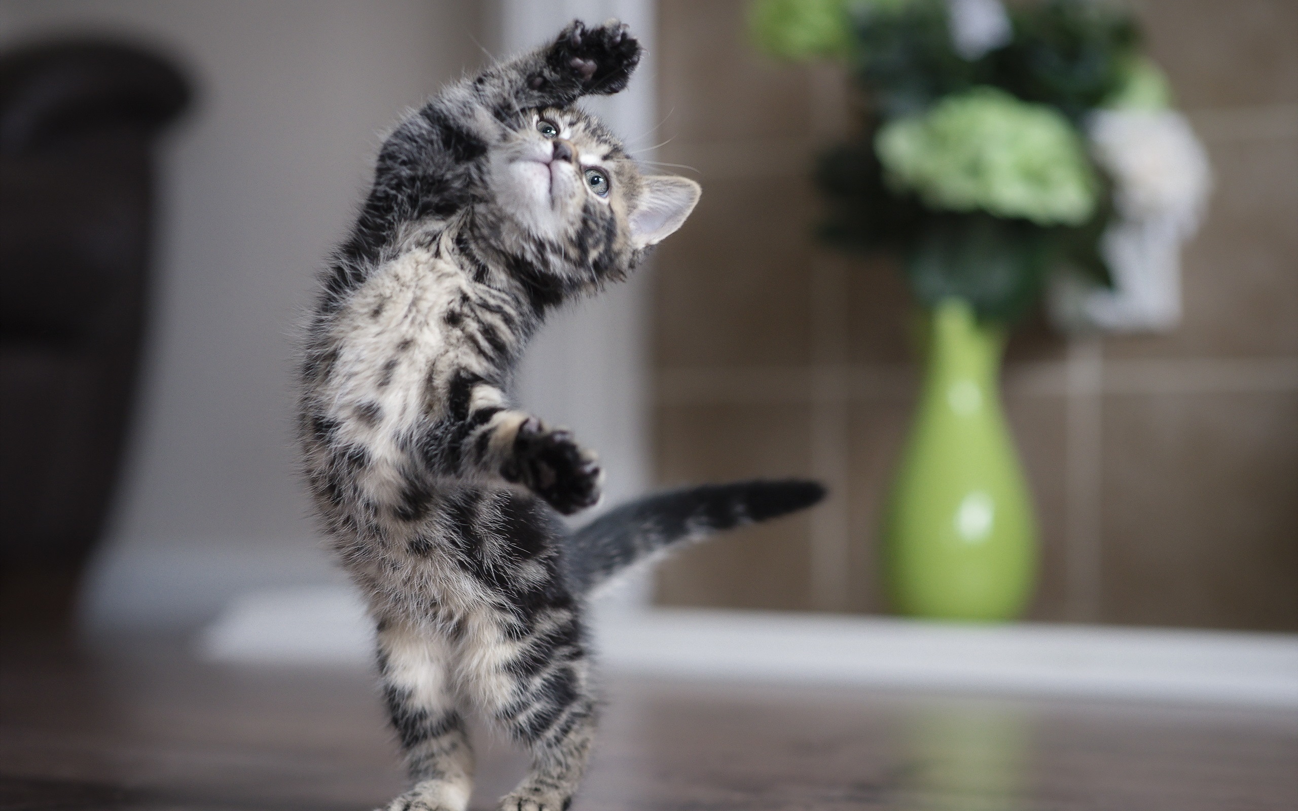 小猫咪_小猫咪小猫咪_霸道总裁的小猫咪