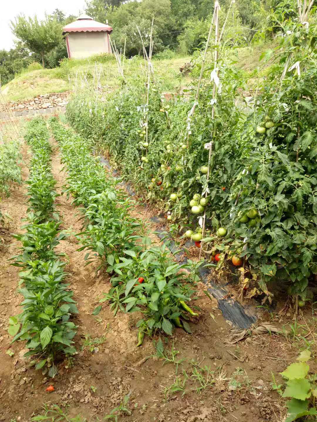 自动偷菜软件_偷菜助手_农场偷菜软件