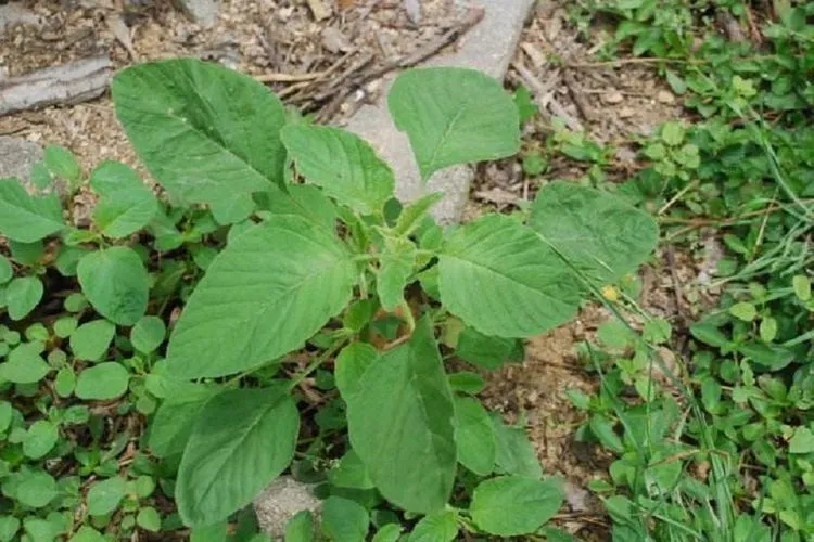 100种蠢蠢的死法_蠢蠢死法的小游戏_蠢蠢的死法31