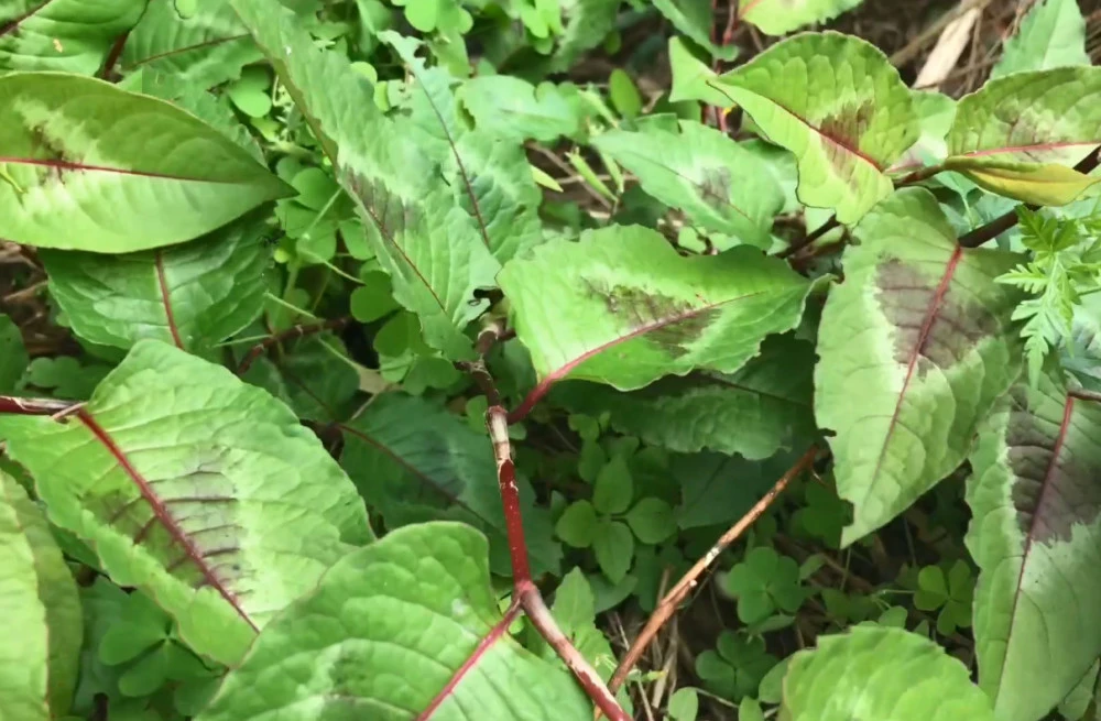 蠢蠢死法的小游戏_蠢蠢的死法31_100种蠢蠢的死法