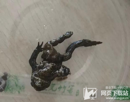 蛤蟆吃_蛤蟆吃官网_蛤蟆油一年吃多少