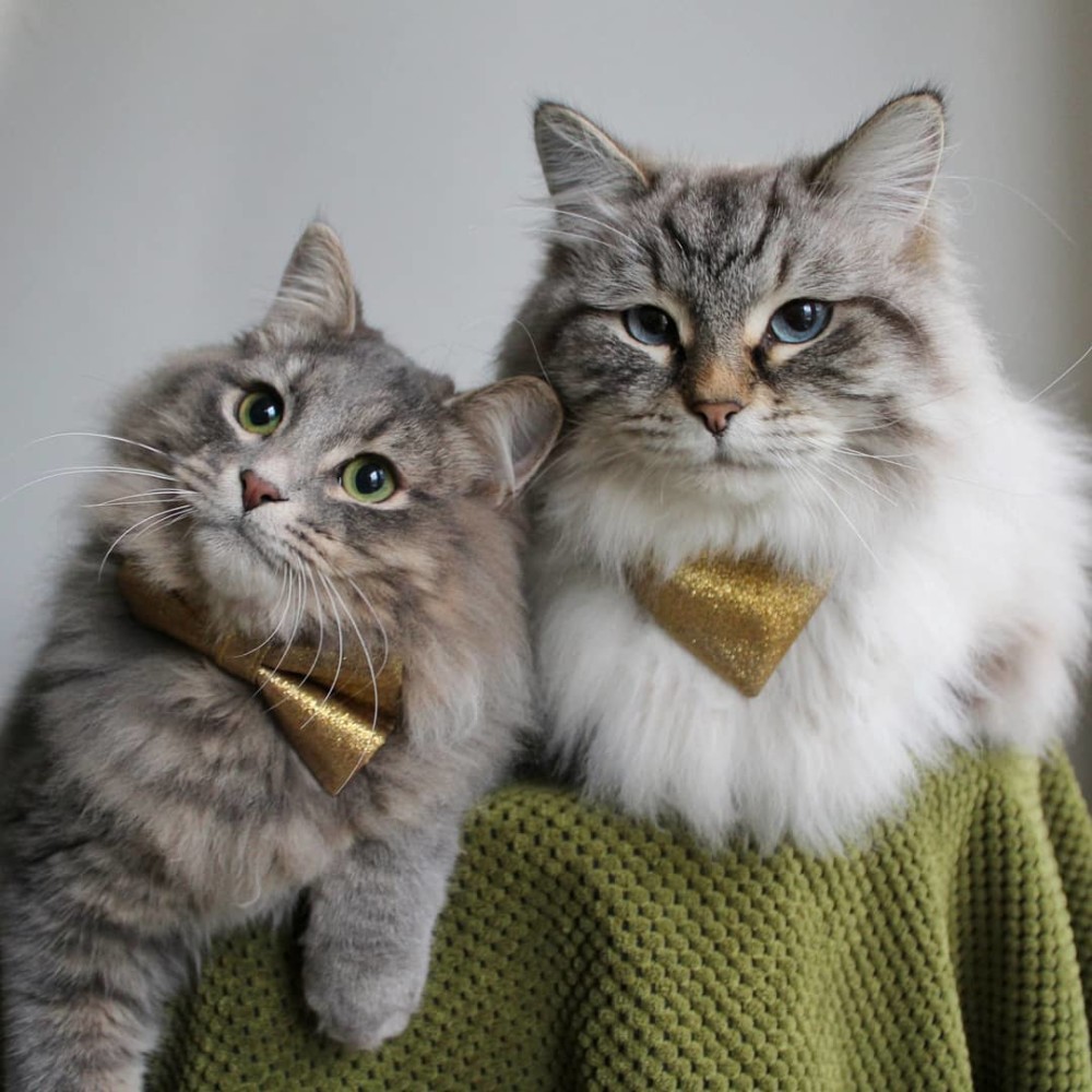 猫咪小贝_猫咪小姐3游戏_小猫咪
