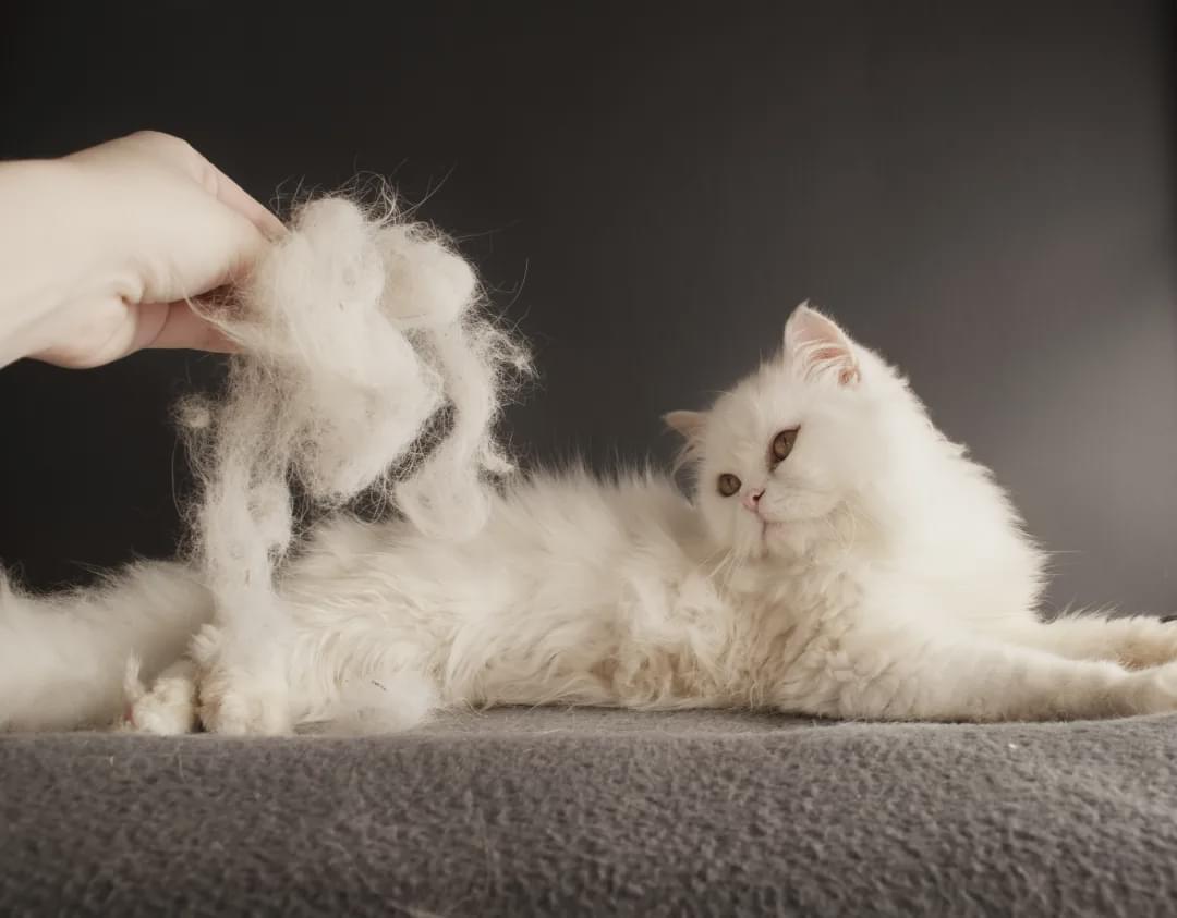 猫咪小姐3游戏_猫咪小贝_小猫咪