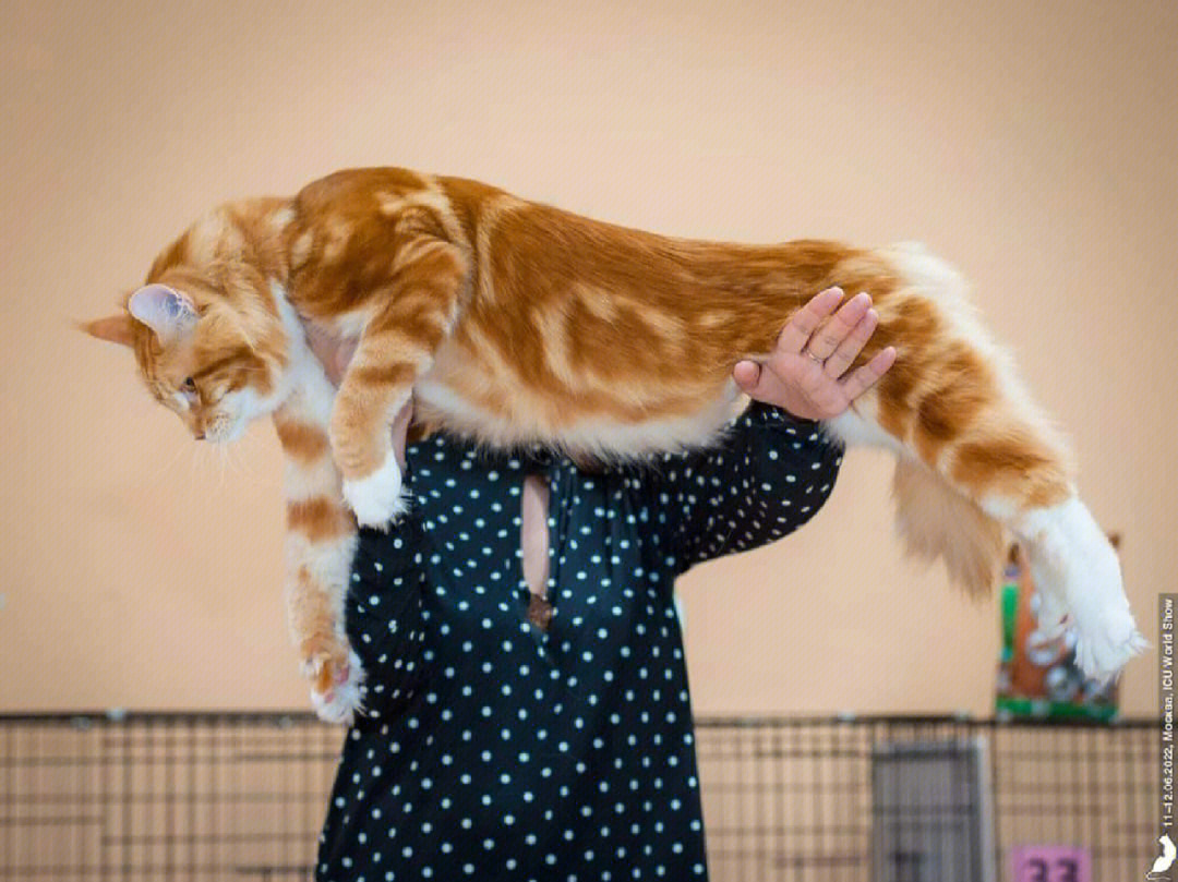 小猫咪_猫咪小贝_猫咪小姐3游戏