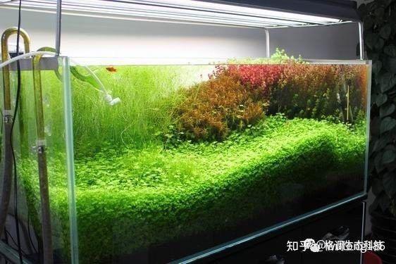 打造梦幻水草缸，简易教程
