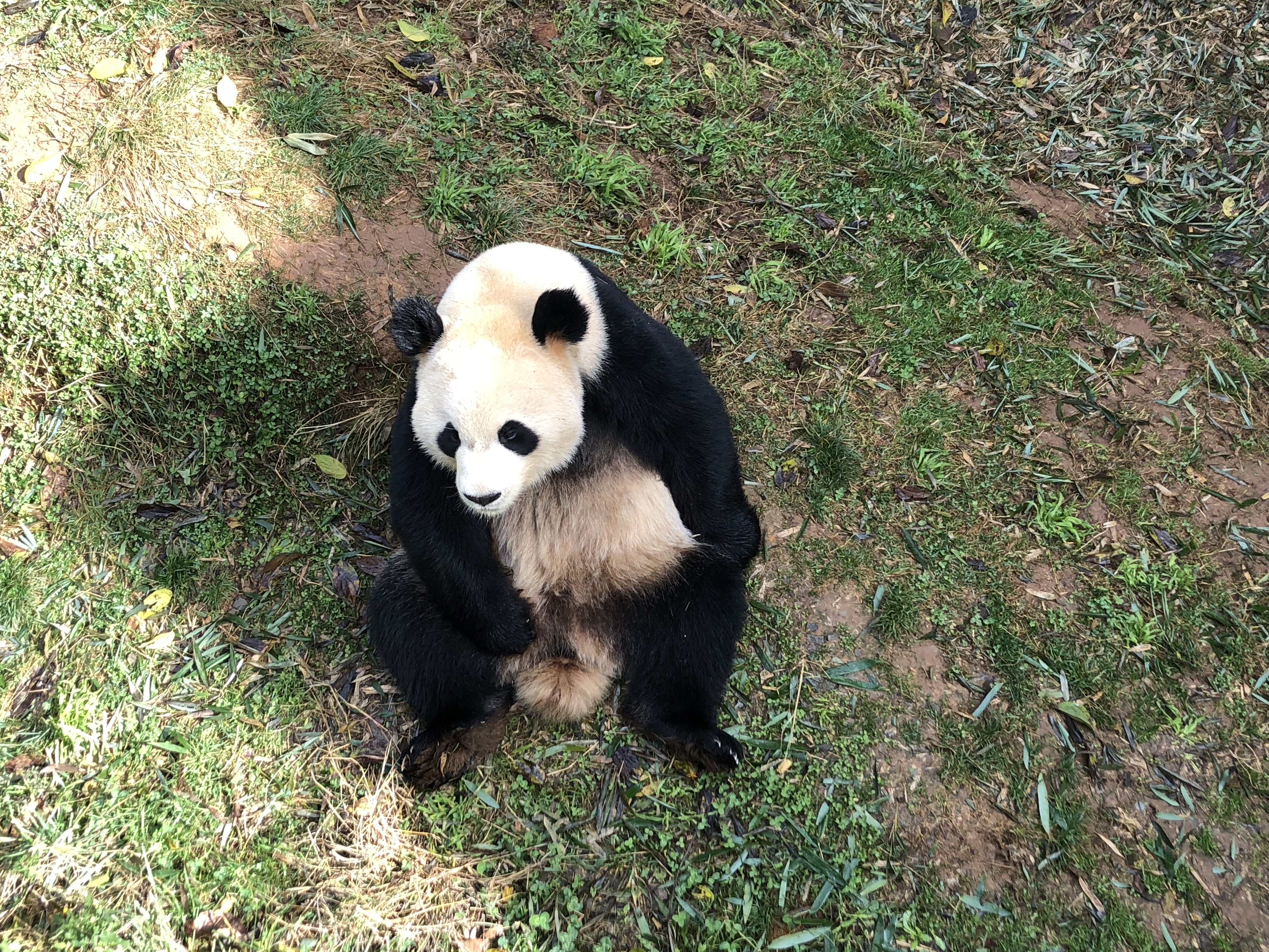 中国熊猫：全球人民的宠爱国宝