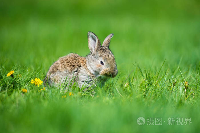 打兔子游戏_兔子打游戏年会_兔子打游戏的图片