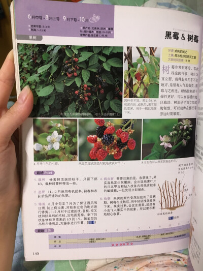 树莓阅读app下载_树莓阅读app免费下载_树莓阅读免费吗