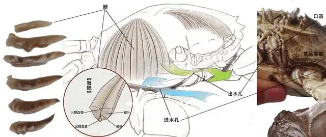 螃蟹鳃的秘密所在