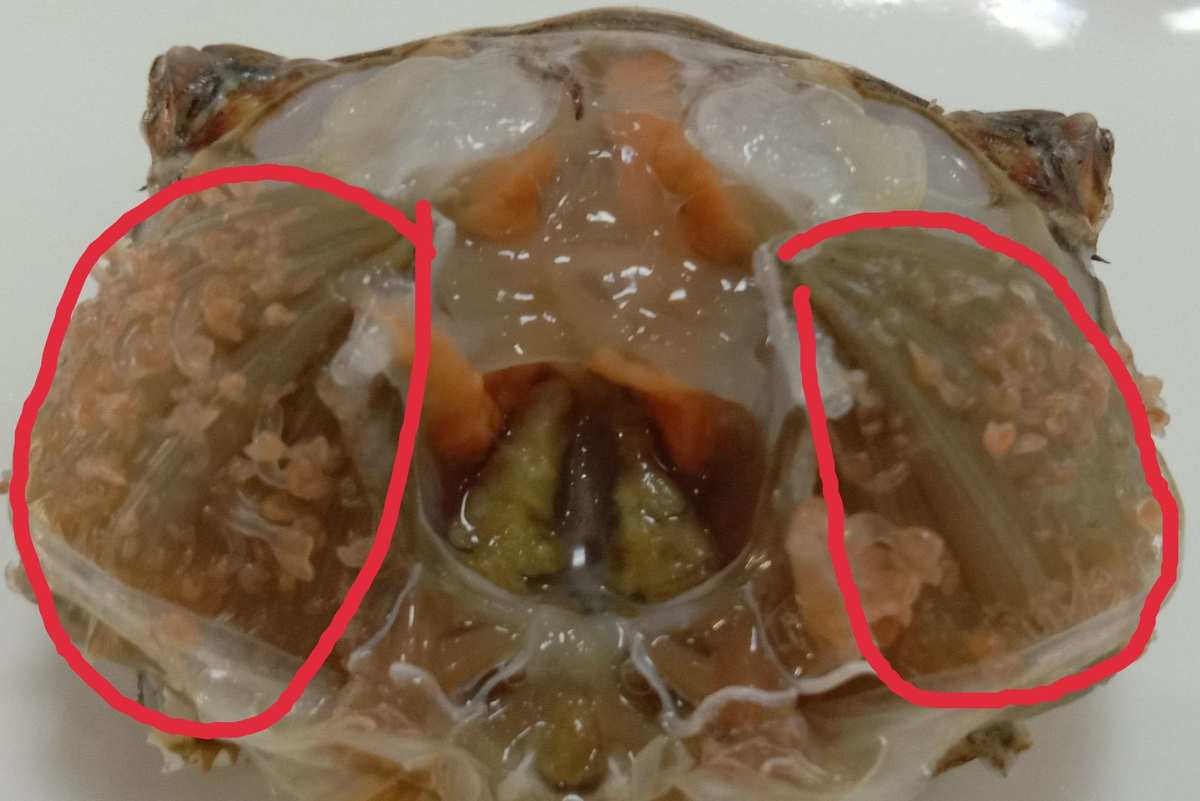 螃蟹鳃长在哪里_螃蟹鳃长在哪个部位_螃蟹鳃长在哪里图片