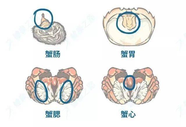 螃蟹鳃长在哪里图片_螃蟹鳃长在哪里_螃蟹鳃长在哪个部位