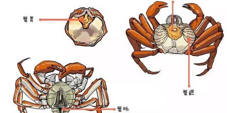 螃蟹鳃长在哪里图片_螃蟹鳃长在哪里_螃蟹鳃长在哪个部位