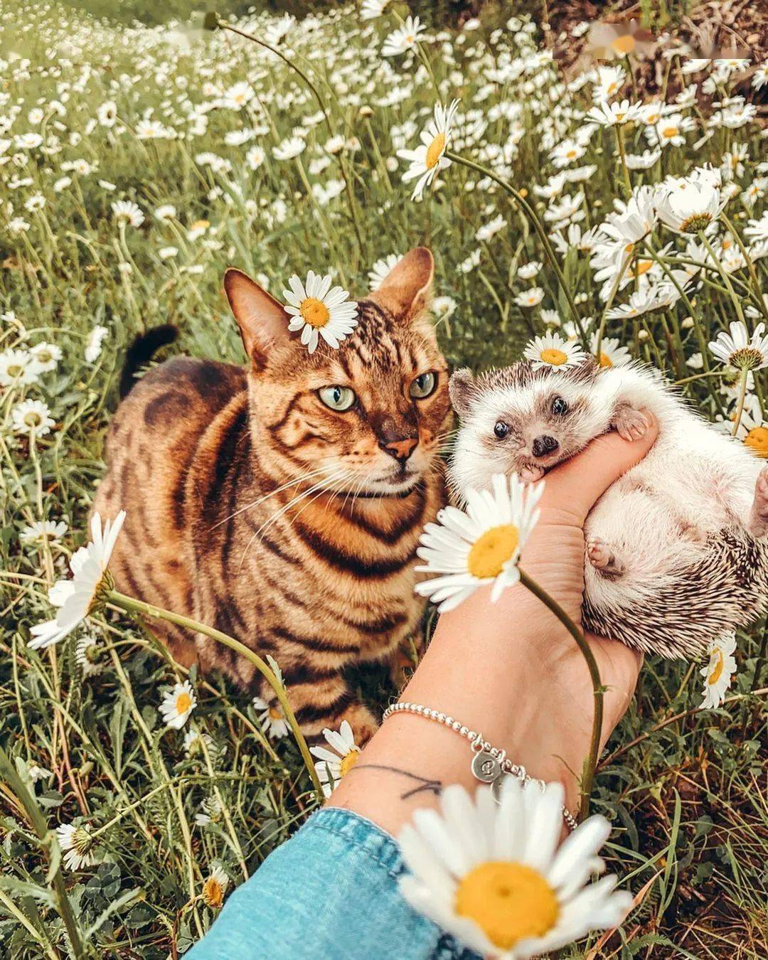 刺猬猫阅读破解版无限书币_刺猬猫阅读网页版_刺猬猫阅读