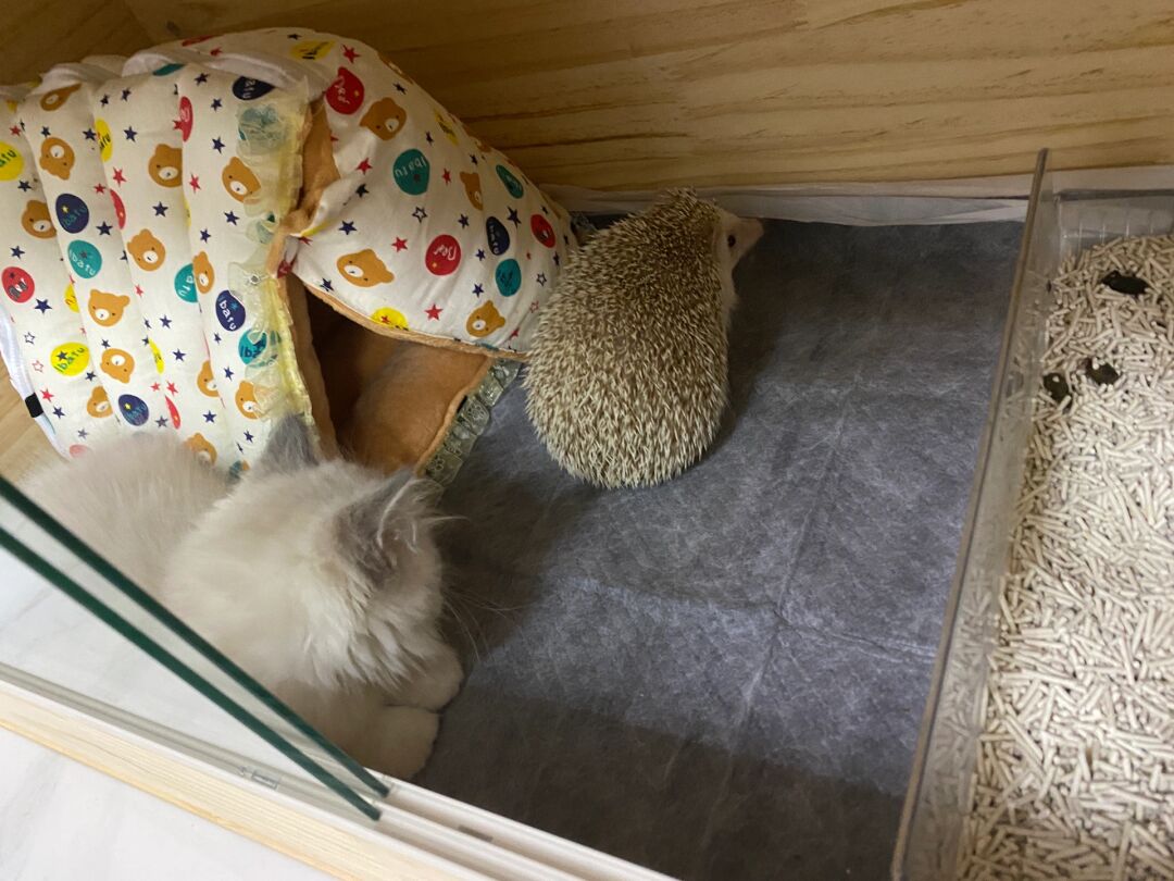 刺猬猫阅读_刺猬猫阅读网页版_刺猬猫阅读破解版无限书币