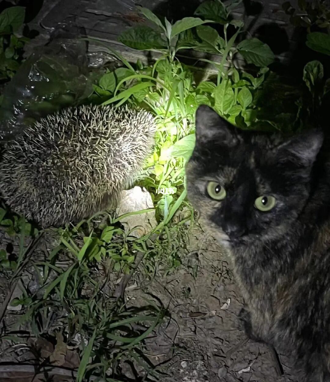 刺猬猫阅读破解版无限书币_刺猬猫阅读网页版_刺猬猫阅读