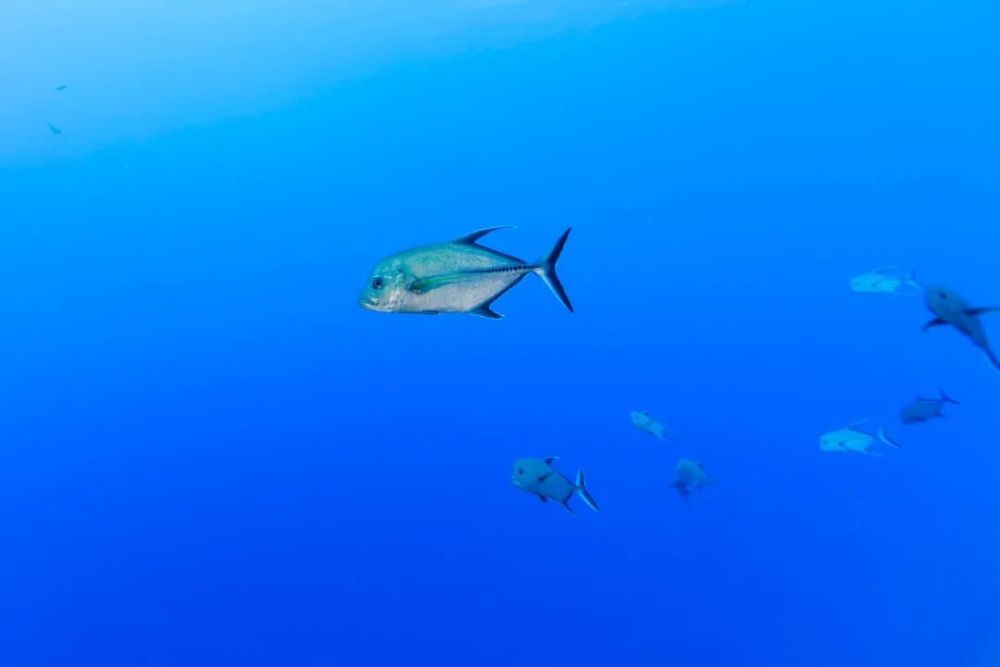 海钓天国_深圳海钓_中国海钓