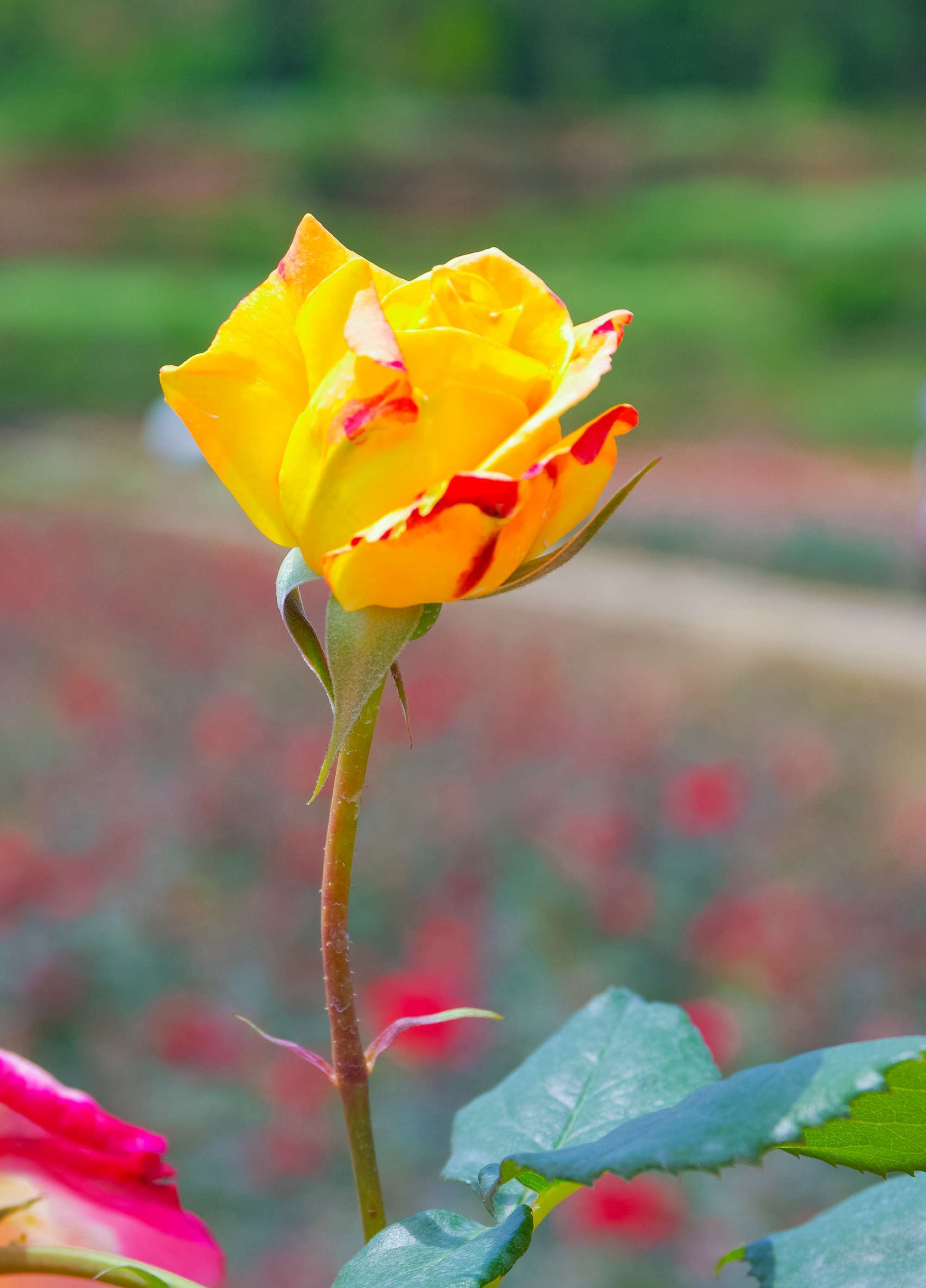 轩辕剑车芸_轩辕剑4外传苍之涛车芸_车芸
