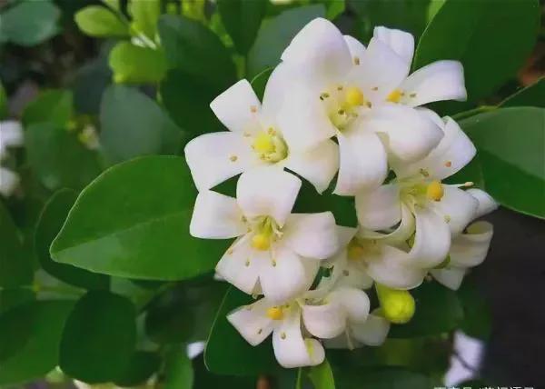车芸_轩辕剑4外传苍之涛车芸_轩辕剑车芸
