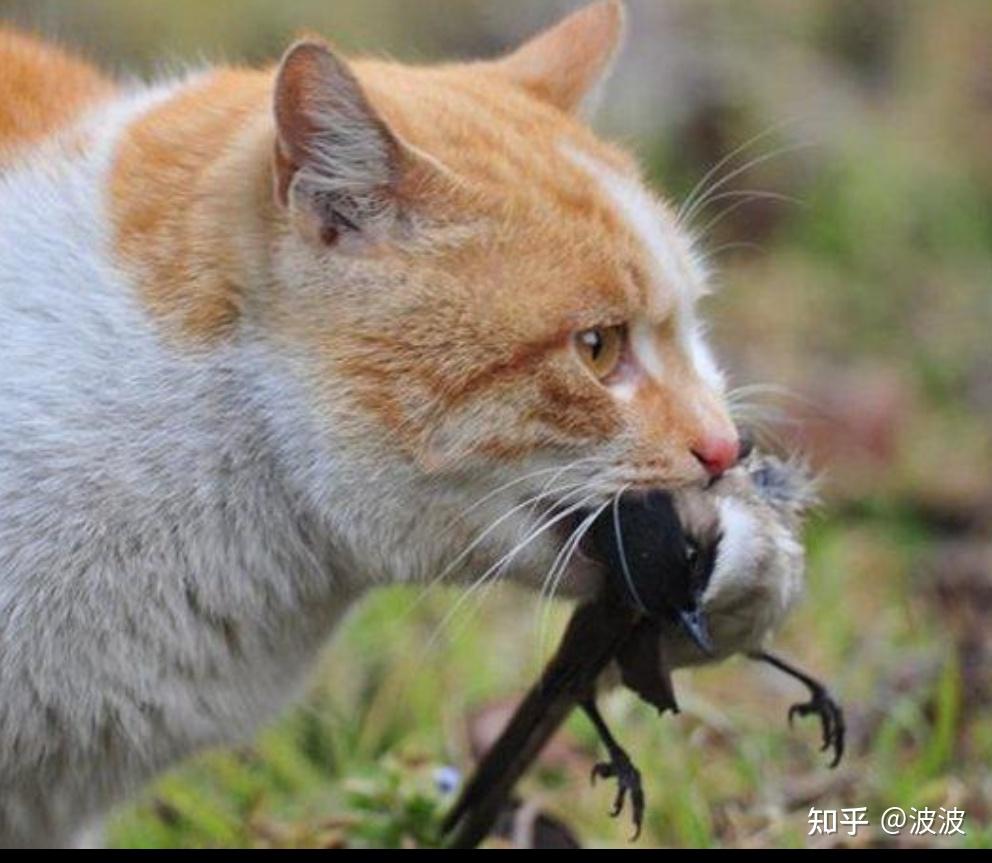 悠闲自在，呼噜猫的乐活时光