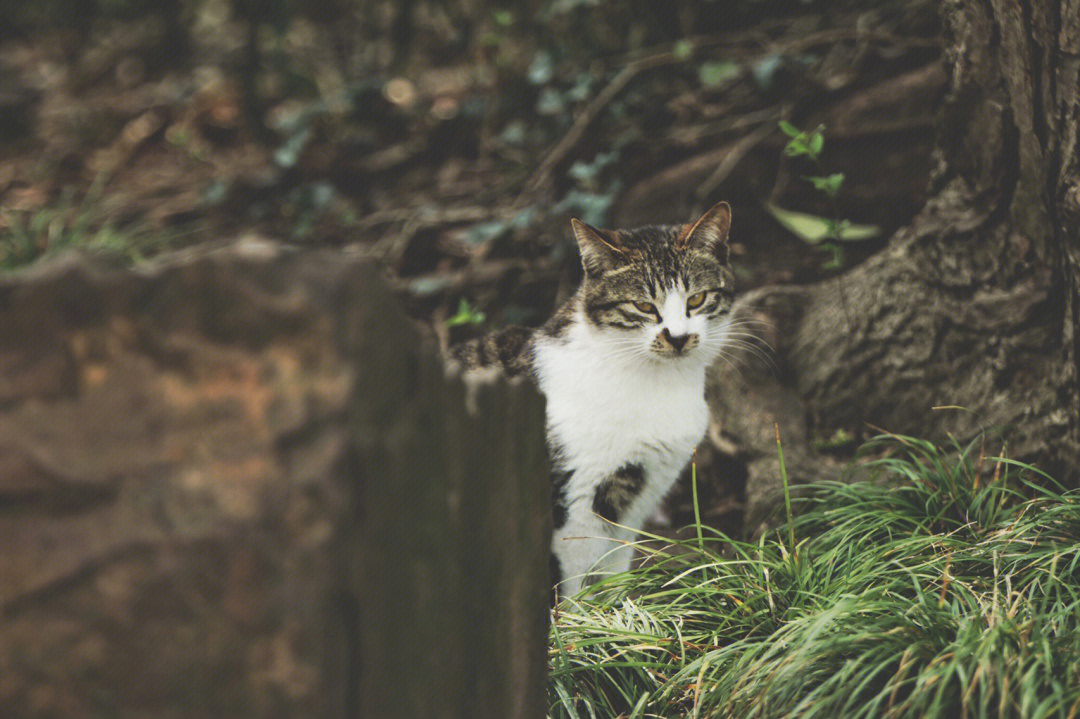 呼噜猫_猫呼噜呼噜的声音是怎么回事_猫呼噜呼噜响是怎么回事