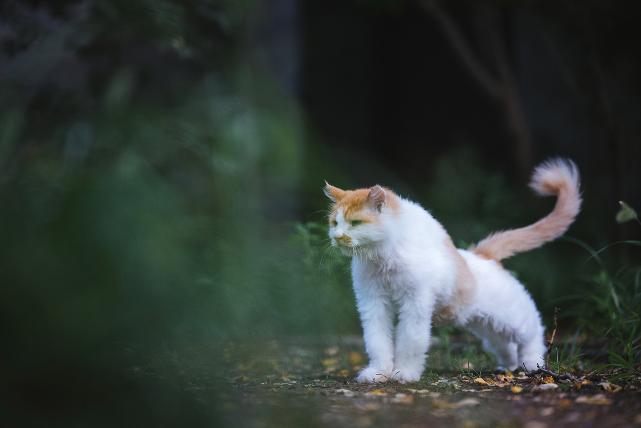 呼噜猫_猫呼噜呼噜响是怎么回事_猫呼噜呼噜的声音是怎么回事
