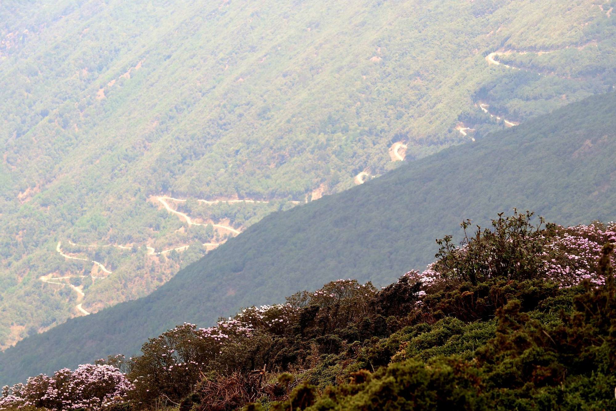 望风山地落落莓_莓茶有茅岩莓还有_落落莓在望风山地哪里