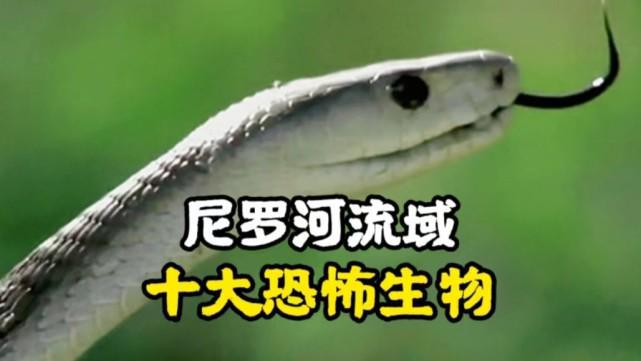 我的世界恐怖生物第2季大结局