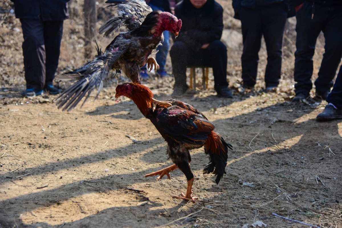 疯狂斗鸡场无限资源免广告_疯狂斗鸡场免费下载_疯狂斗鸡场