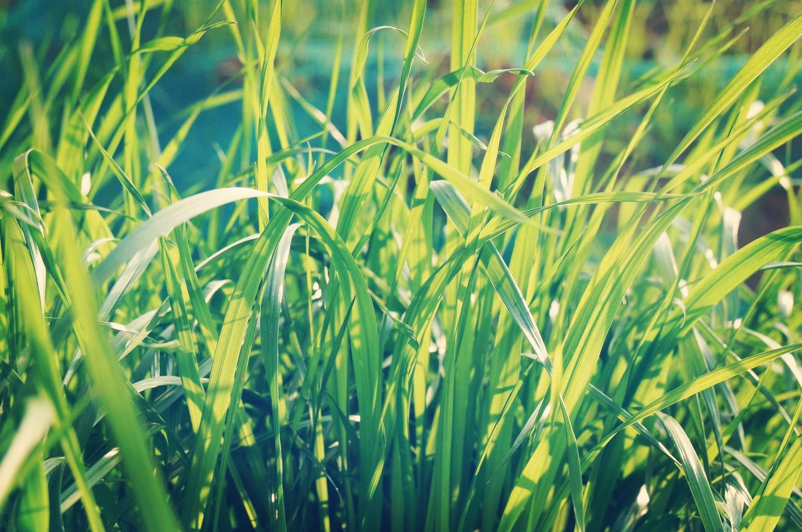 青青青青青草_青青青青青草_青青青青青草