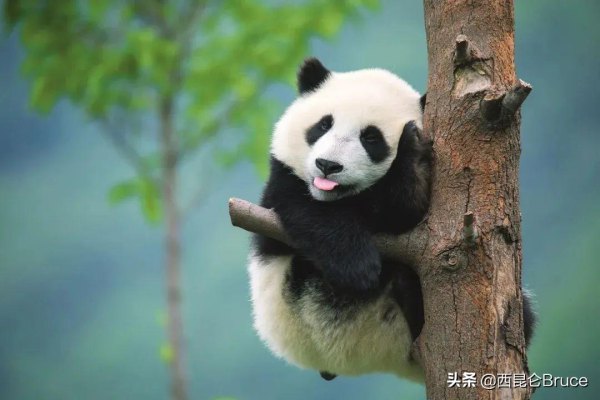 熊猫香烟_熊猫图片_熊猫2