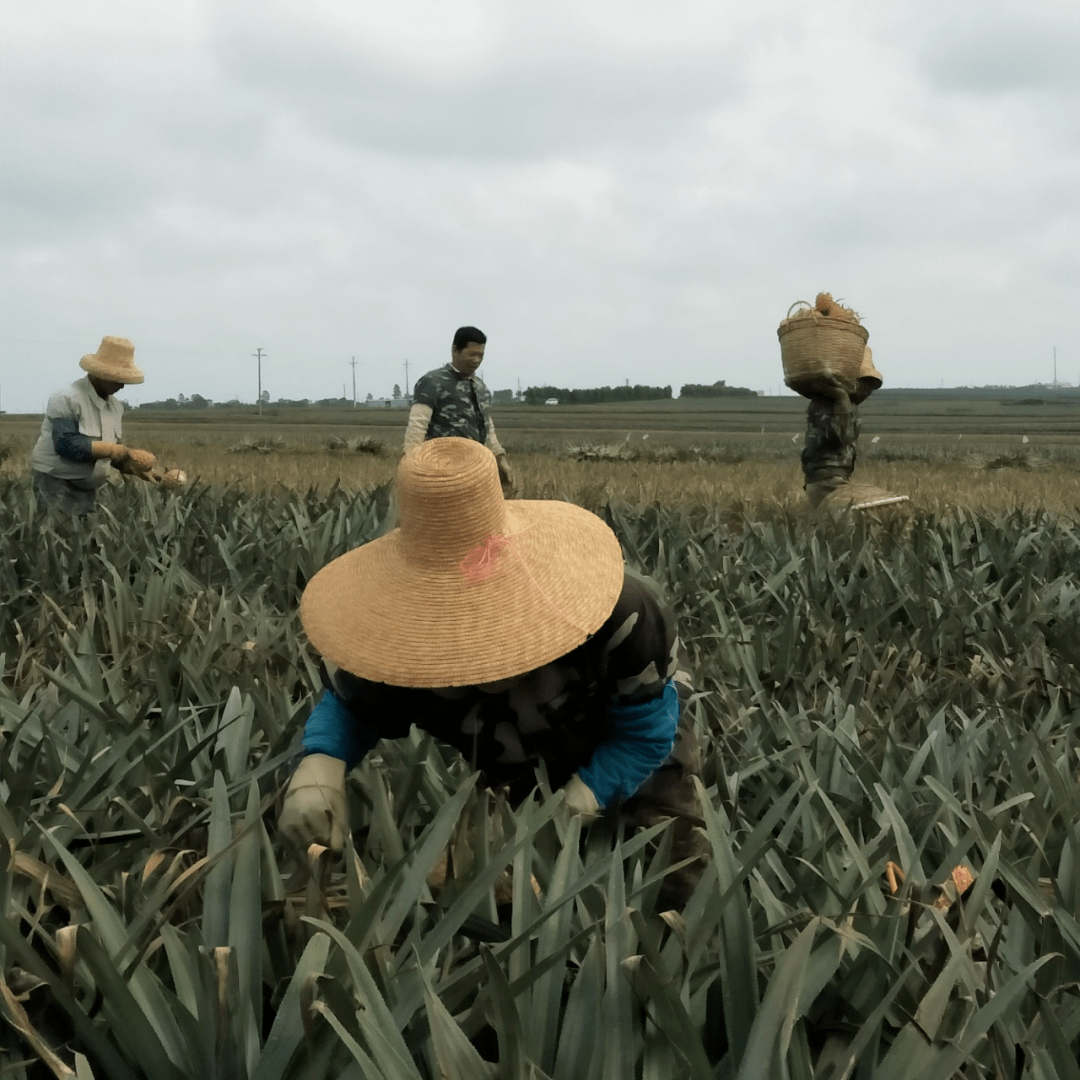 菠萝包轻小说_轻菠萝小说下载_轻菠萝小说app