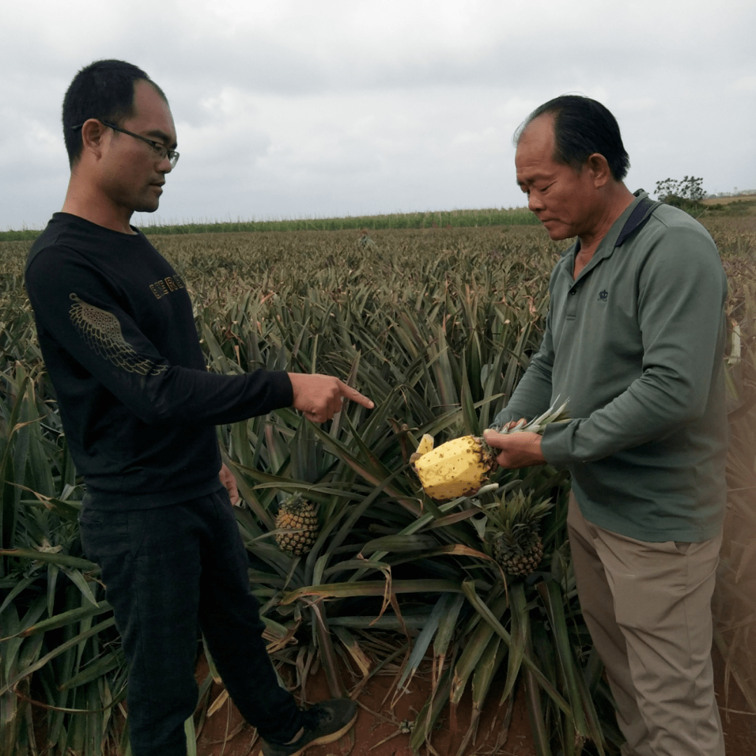 轻菠萝小说app_轻菠萝小说下载_菠萝包轻小说