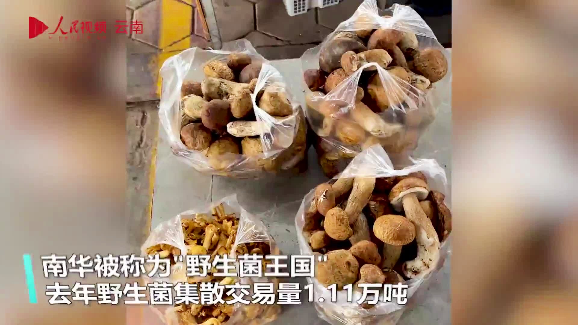 盾菇新鲜出炉，农民揭秘种植经验