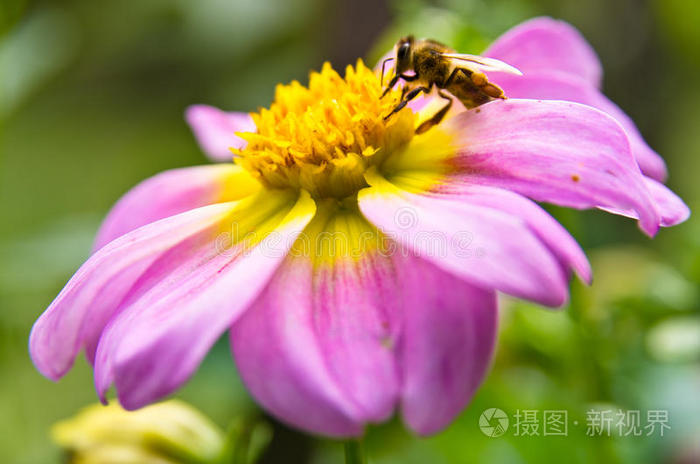 蜜蜂觅蜜，花间甘甜不断