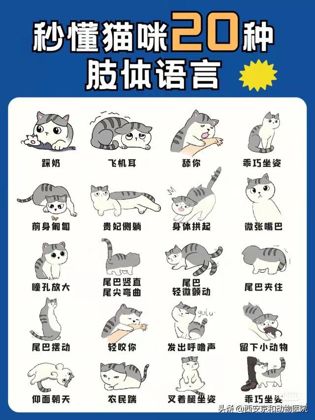 猫语翻译：揭秘柔软脚垫下的神秘