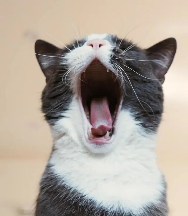 猫语翻译_怎么翻译猫语_在线翻译猫语