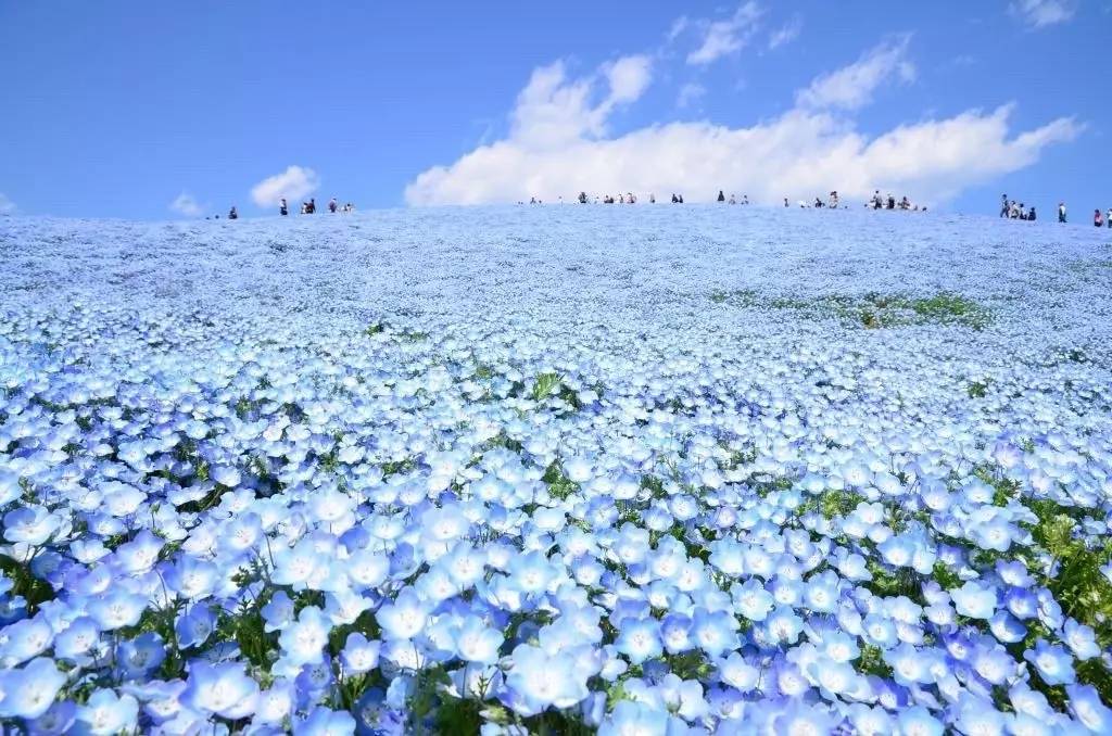 花海中的天使之谷，绮丽的续章