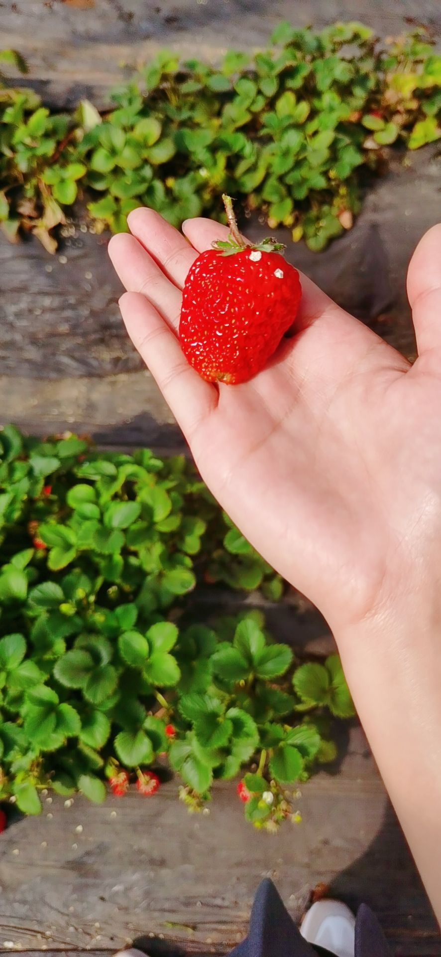 草莓视频app导航_草莓视频app导航_草莓视频app导航