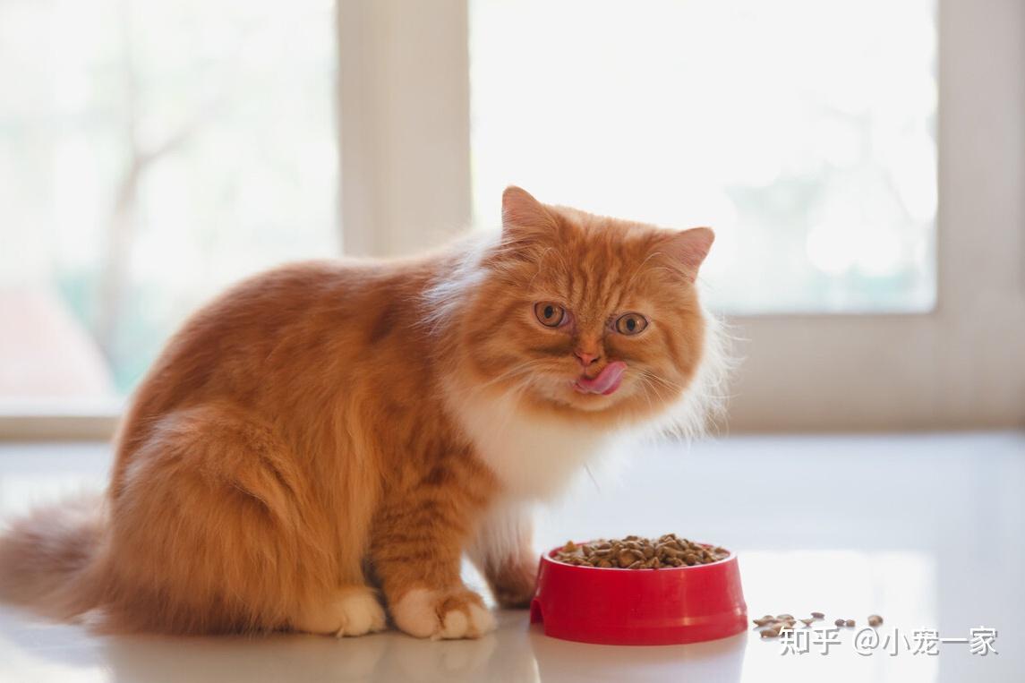 猫咪app下载_猫咪赚钱app下载_猫咪下载教程