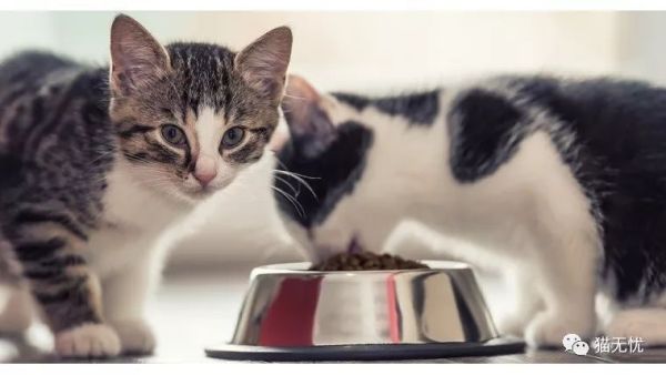 猫咪下载教程_猫咪赚钱app下载_猫咪app下载