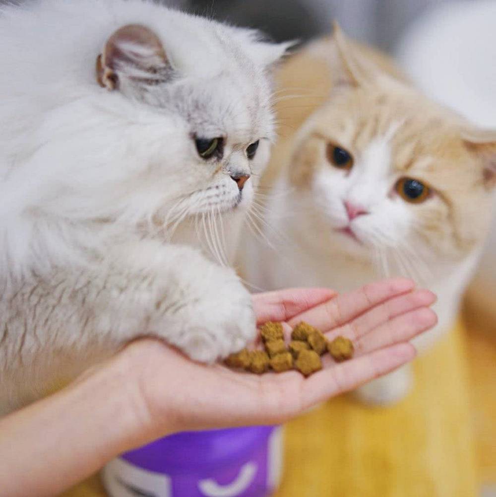 猫咪赚钱app下载_猫咪app下载_猫咪下载教程