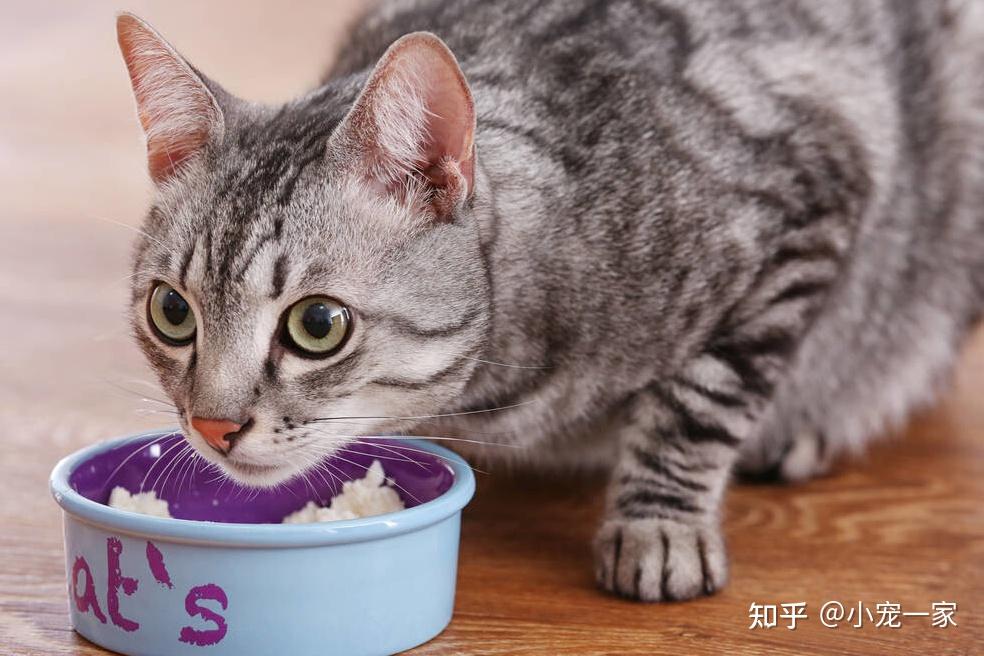 猫咪下载教程_猫咪赚钱app下载_猫咪app下载