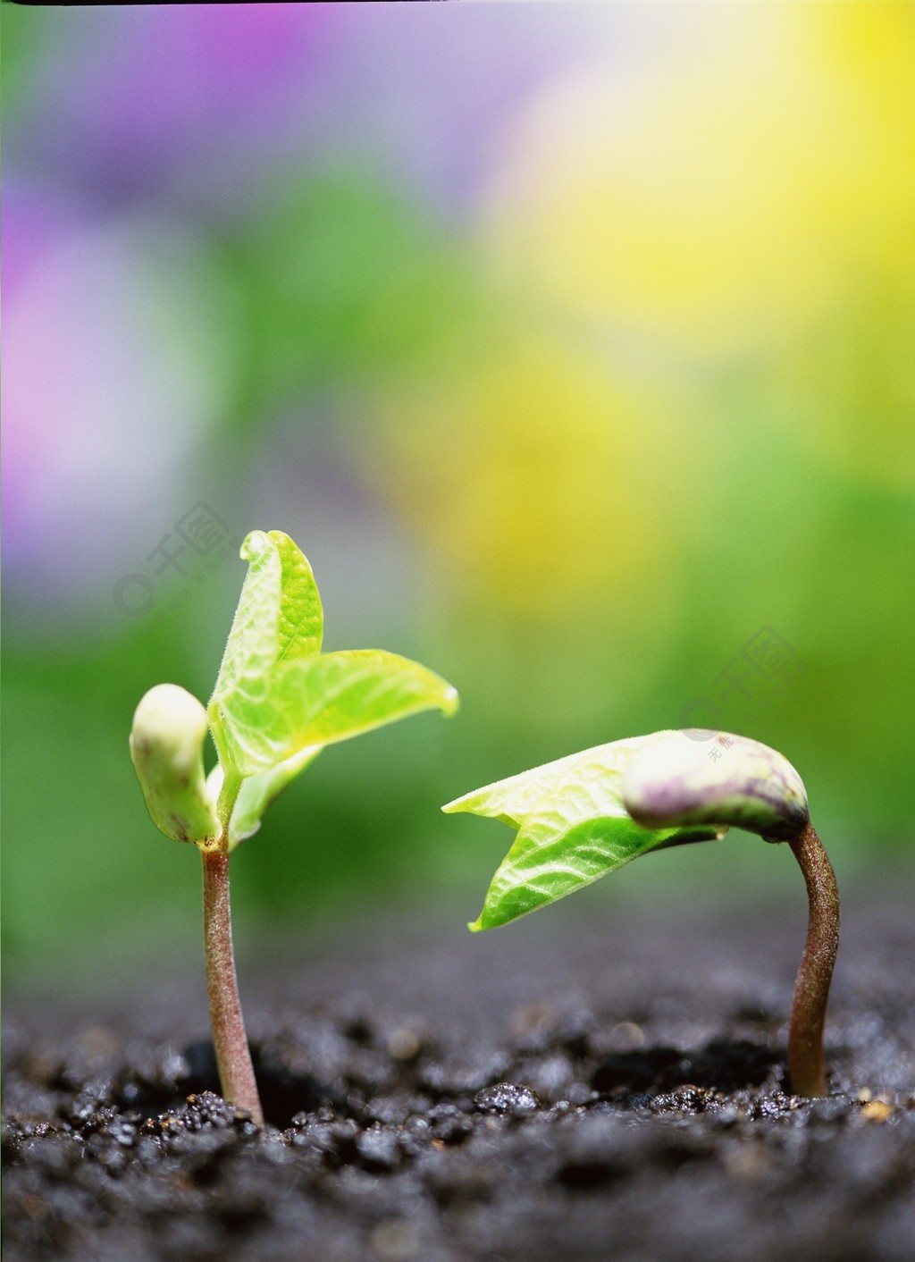 嫩芽研究所：揭秘植物生长的奥秘